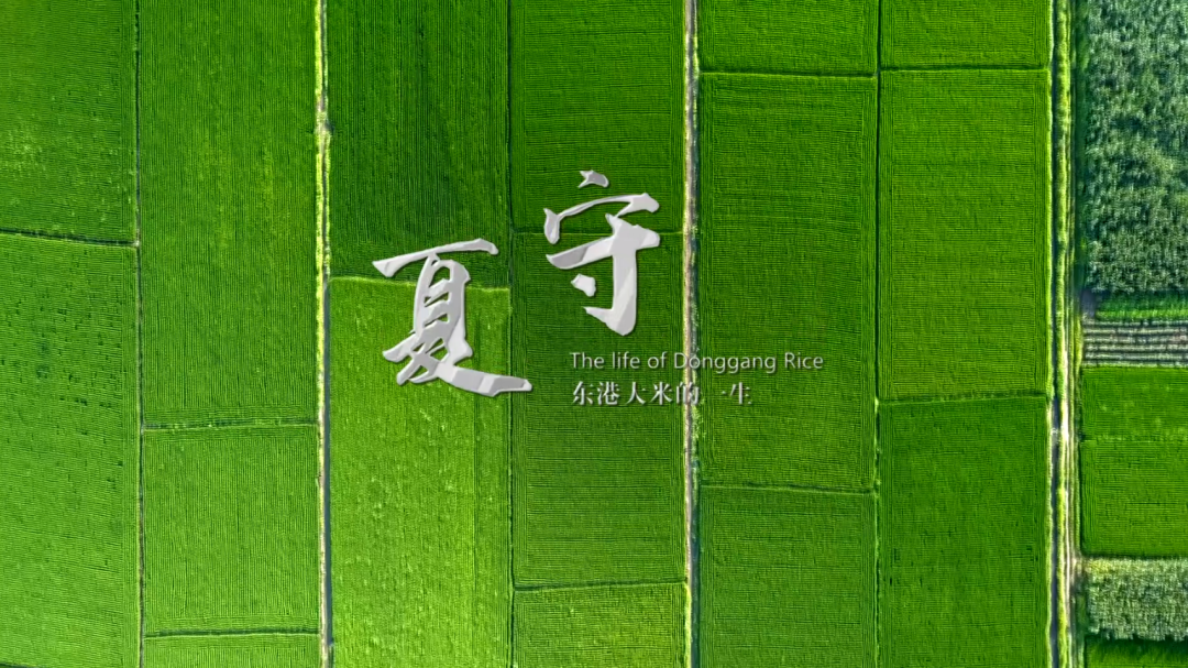《东港大米的一生》-东一网