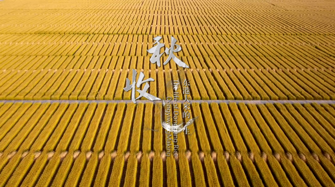 《东港大米的一生》-东一网