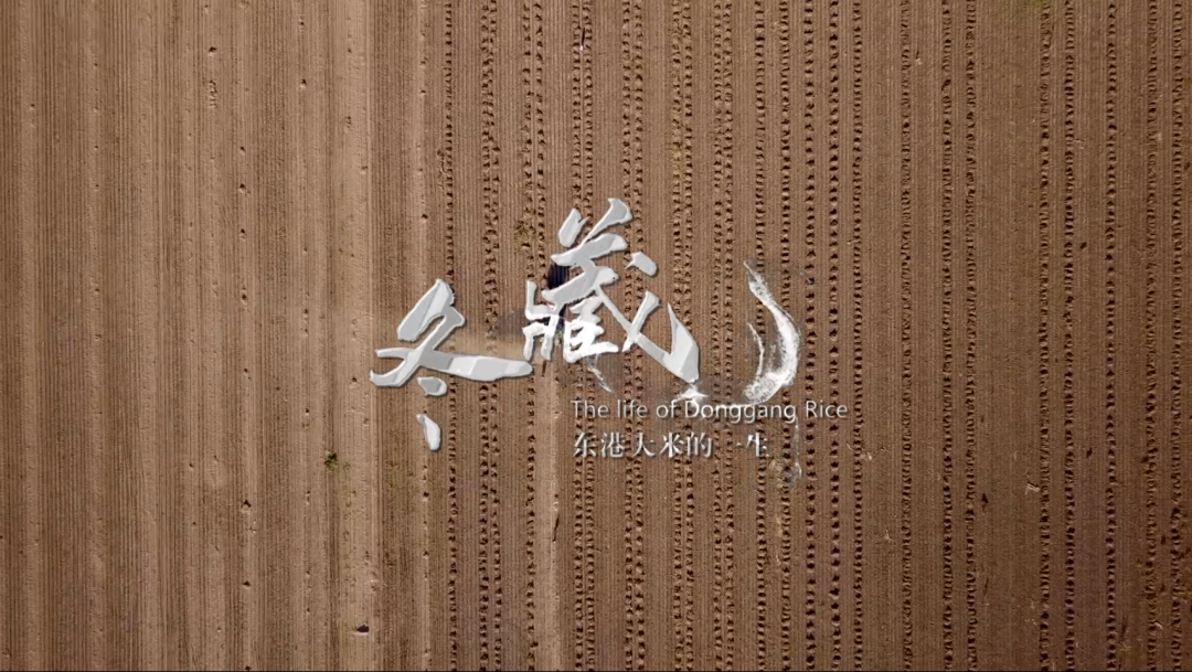 《东港大米的一生》-东一网