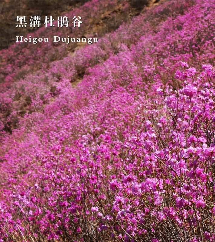 你想念这样的东港吗?-东一网